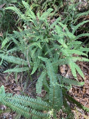 Dicranopteris flexuosa
