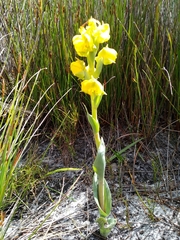 Pterygodium acutifolium