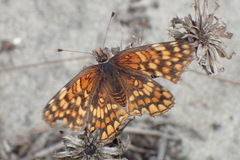 Chlosyne gabbii