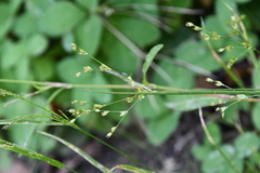 Juncus papillosus