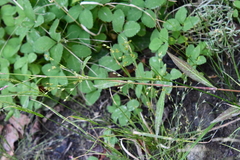 Juncus papillosus