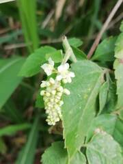 Serjania brachycarpa