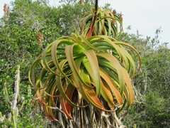 Aloe pluridens