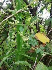 Serjania brachycarpa