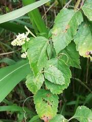 Serjania brachycarpa