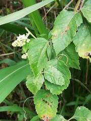 Serjania brachycarpa