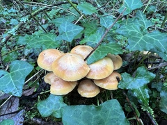 Kuehneromyces