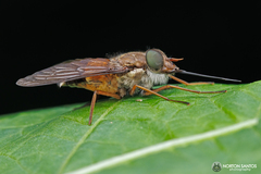 Pangoniinae