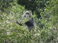 Cercopithecus mitis erythrarchus