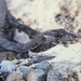 Large-scaled Water Monitor - Photo (c) Lorenzo Vinciguerra, some rights reserved (CC BY-NC), uploaded by Lorenzo Vinciguerra