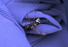 Megapterocheilus