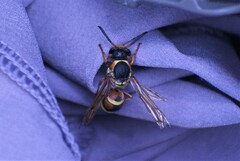 Megapterocheilus
