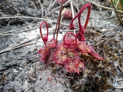 Drosera admirabilis