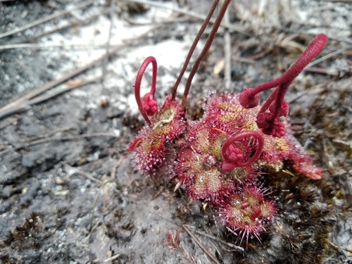 Image of Drosera admirabilis by (c) De Waal Hugo, some rights reserved (CC BY)