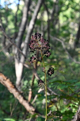 Aralia continentalis