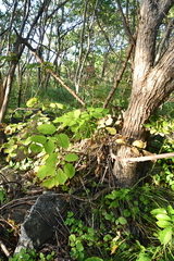 Aralia continentalis