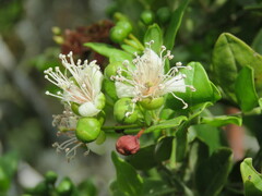Capparis