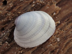 Venerinae