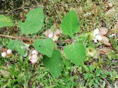 Lantana involucrata