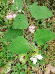 Lantana involucrata