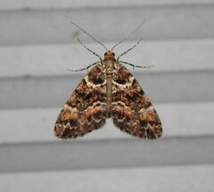 Pseudocoremia productata