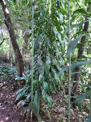 Dracaena fragrans