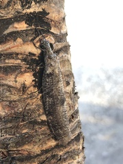 Archichauliodes diversus