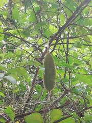 Amphilophium crucigerum