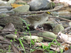 Ammodramus aurifrons