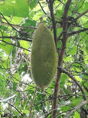 Amphilophium crucigerum