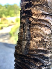 Archichauliodes diversus