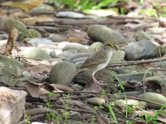 Ammodramus aurifrons