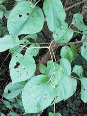 Amphilophium crucigerum