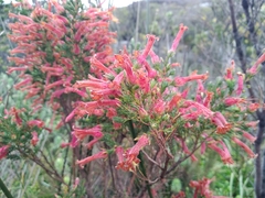 Erica curviflora curviflora