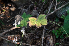 Aconitum alboviolaceum