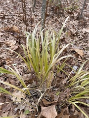 Diarrhena obovata