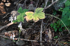 Aconitum alboviolaceum