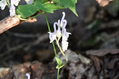 Aconitum alboviolaceum