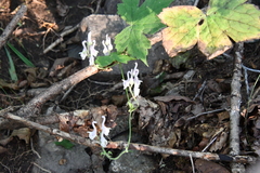 Aconitum alboviolaceum