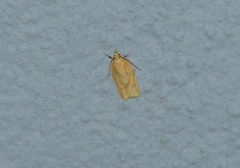 Clepsis coriacanus