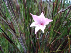 Gladiolus pappei