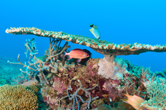 Sargocentron diadema