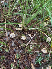 Suillus flavidus