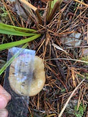 Suillus flavidus