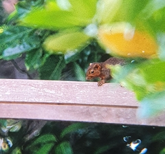 Sundasciurus juvencus