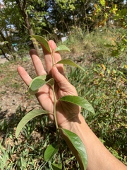 Sideroxylon lanuginosum