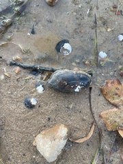 Sagittunio subrostratus