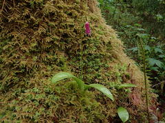 Erythronium revolutum