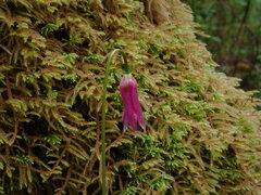 Erythronium revolutum