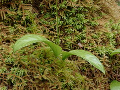 Erythronium revolutum